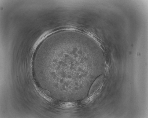 X0000085270151200703161438