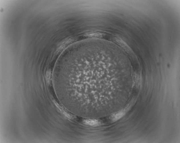 X0000085270189200703161439