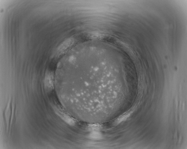 X0000085270240200703161437