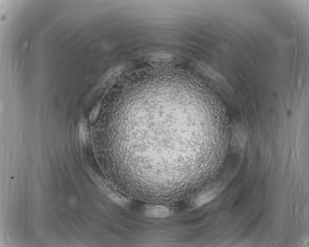 X0000085270287200703161437