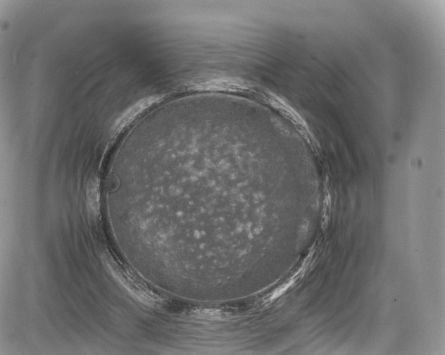 X0000085270298200703161437