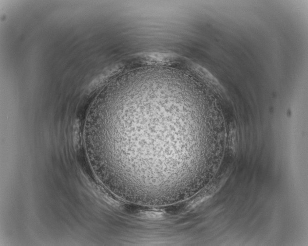 X0000085270318200703161436