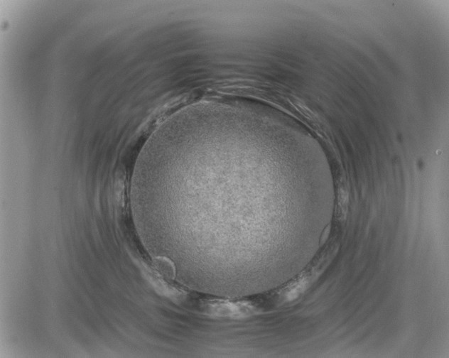 X0000085270379200703161436