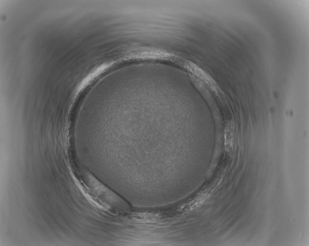 X0000085270436200703161434