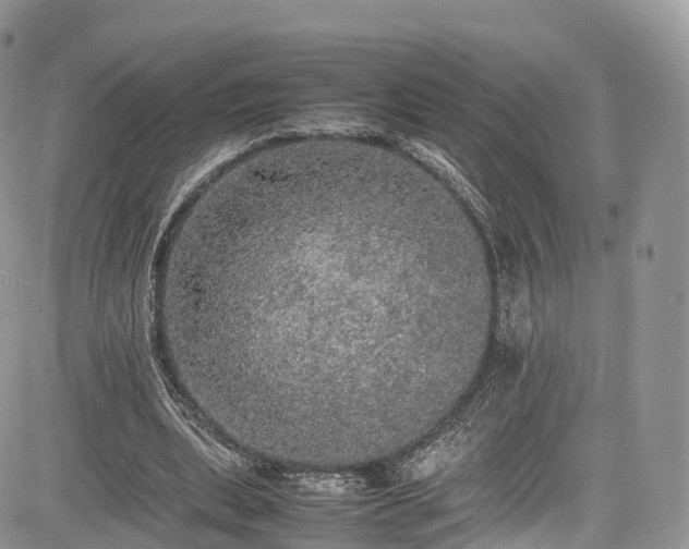 X0000085270439200703161434