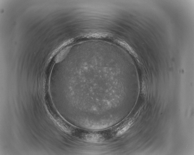 X0000085270444200703161434