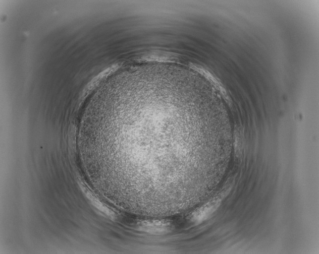 X0000085270445200703161434