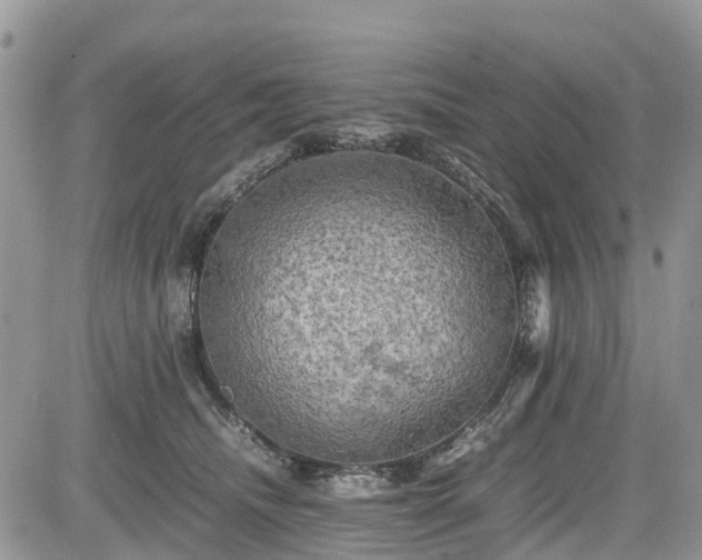 X0000085270468200703161434