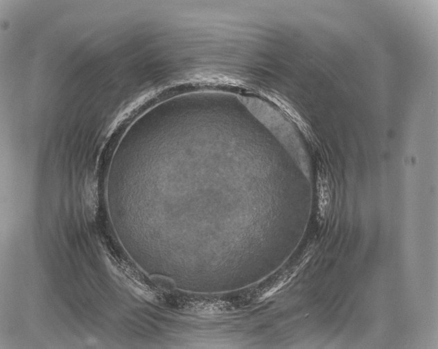 X0000085270488200703161433