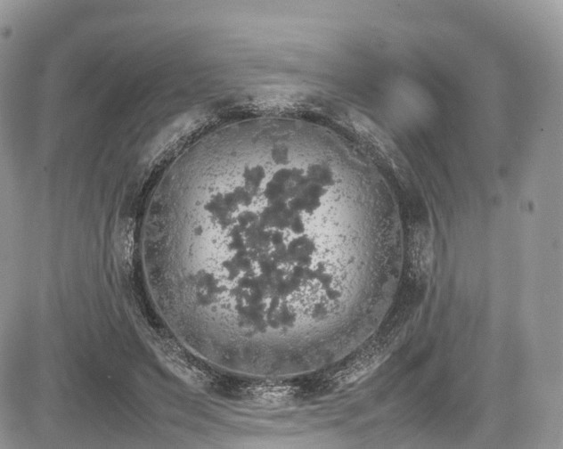 X0000085270495200703161433