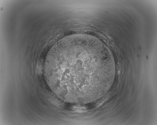 X0000085270515200703161433