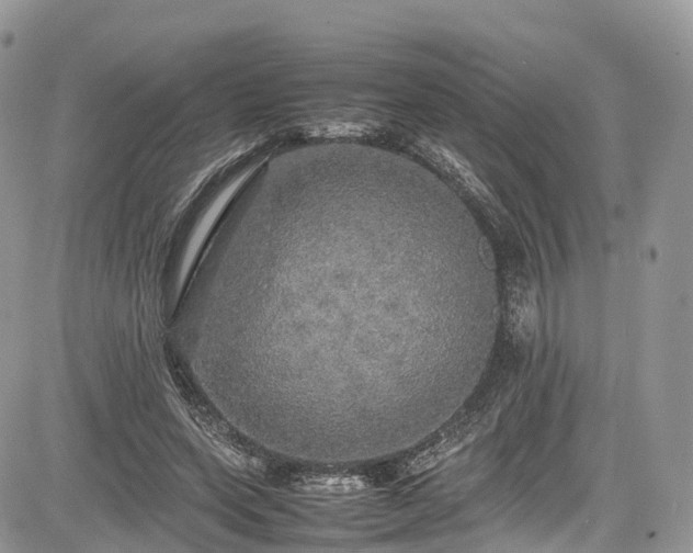 X0000085270543200703161432