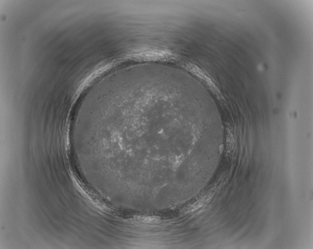 X0000085270582200703161432