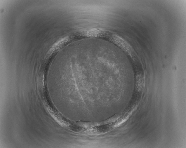 X0000085270589200703161432