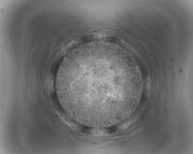 X0000085270615200703161431