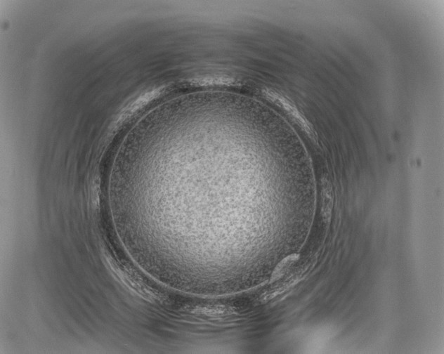 X0000085270631200703161430