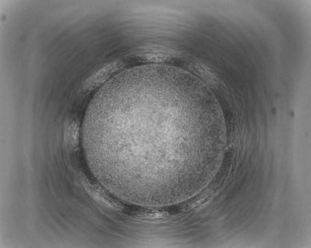 X0000085270646200703161431