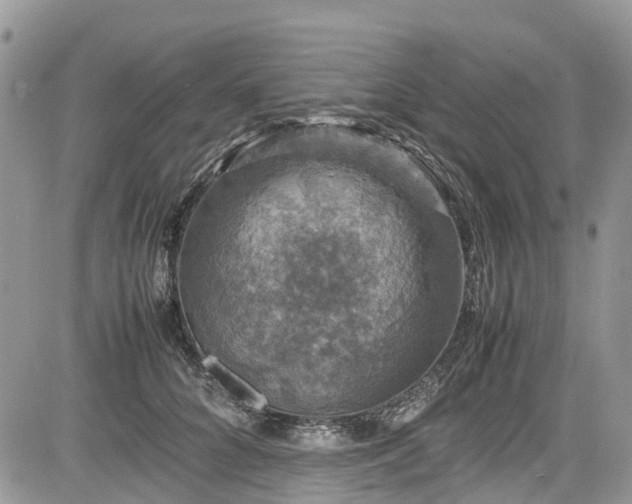 X0000085270704200703161430