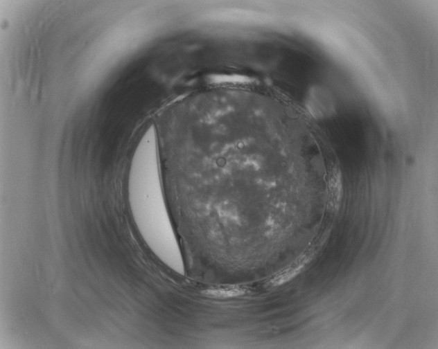 X0000085270765200703161429