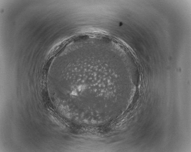 X0000085270775200703161429