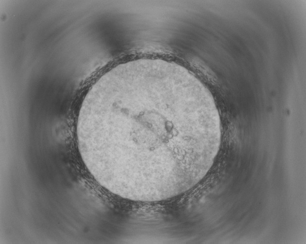 X0000085270824200703161427