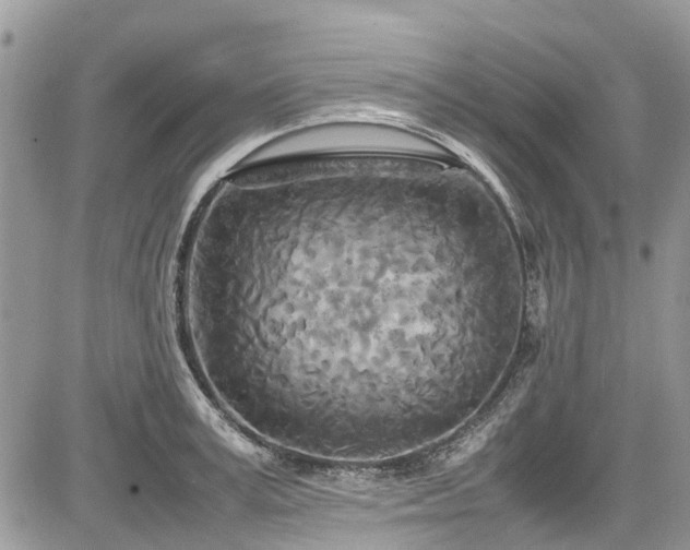 X0000085270995200703161425