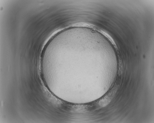 X0000085271000200703161425