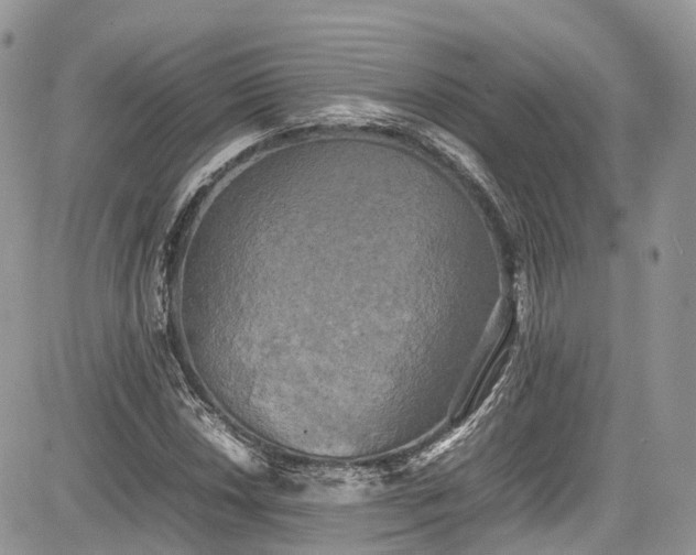 X0000085271018200703161424