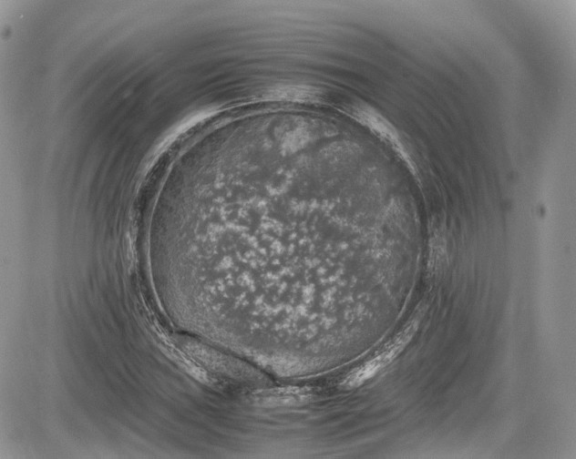 X0000085271019200703161424