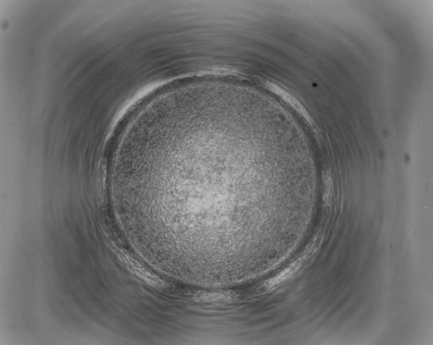 X0000085271021200703161424