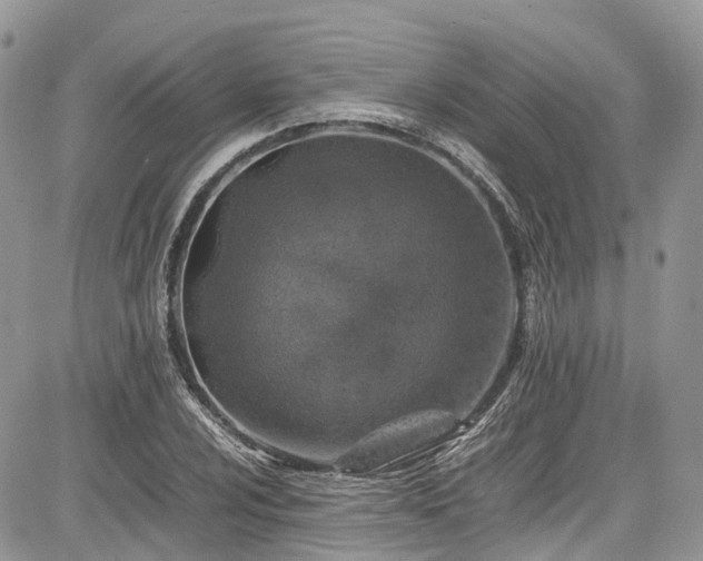 X0000085271024200703161424