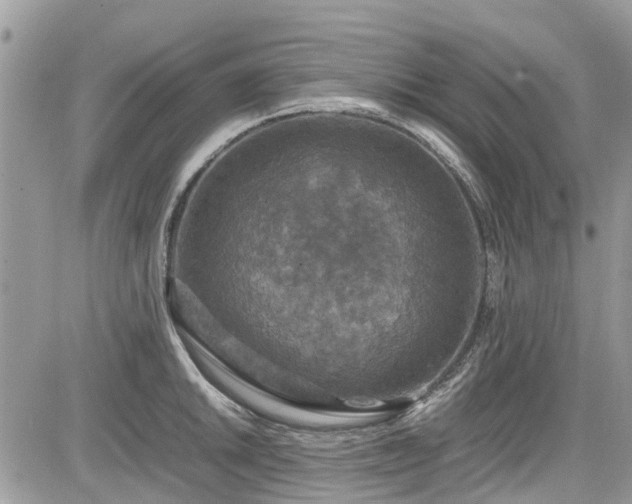 X0000085271046200703161425