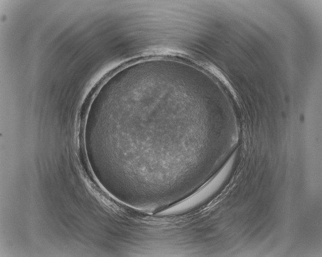 X0000085271124200703161423