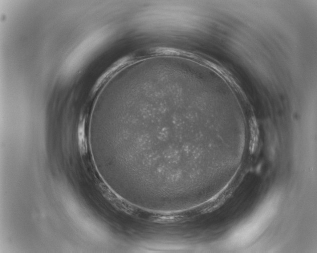 X0000085271198200703161422