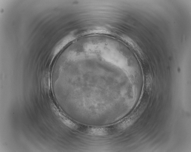 X0000085271274200703161420