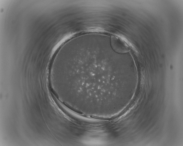 X0000085271325200703161420