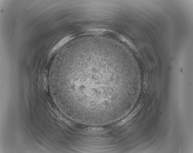 X0000085271354200703161419