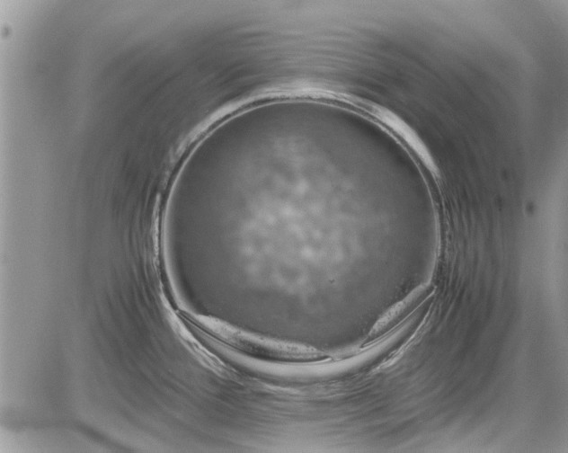 X0000085271388200703161418