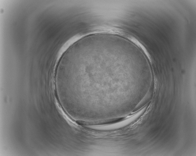 X0000085271485200703161417