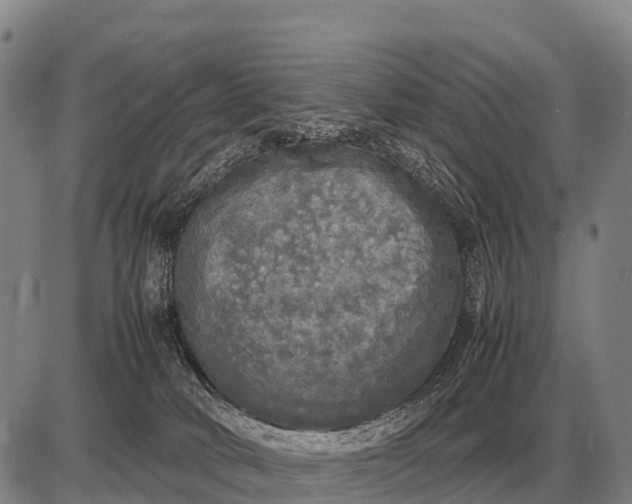 X0000085270034200703231752