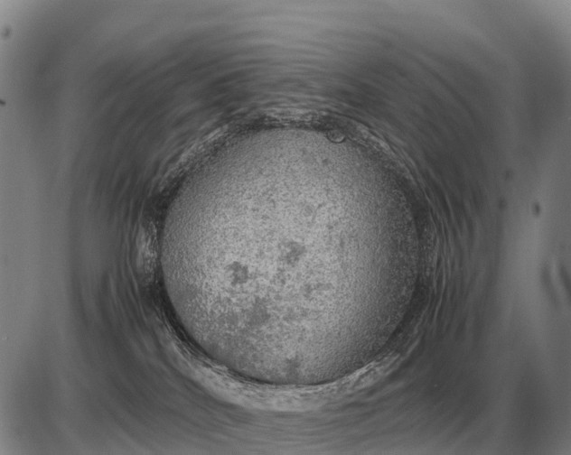 X0000085270040200703231752