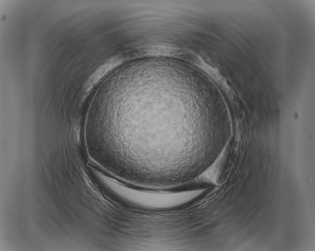 X0000085270060200703231751