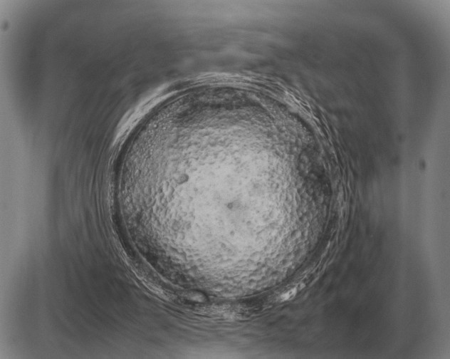 X0000085270103200703231751