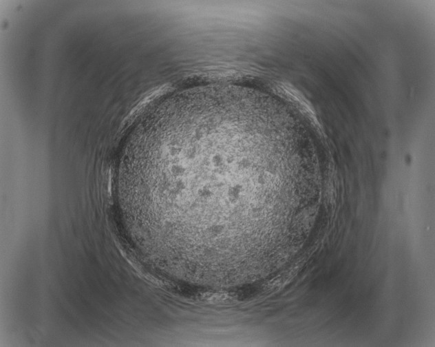 X0000085270115200703231751