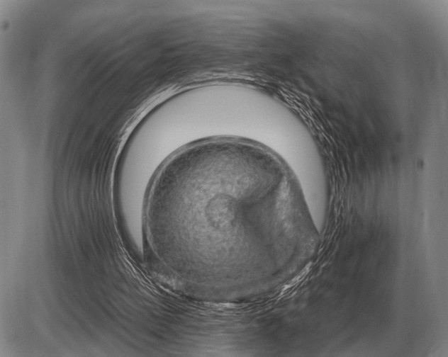 X0000085270148200703231750