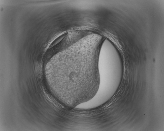 X0000085270156200703231750