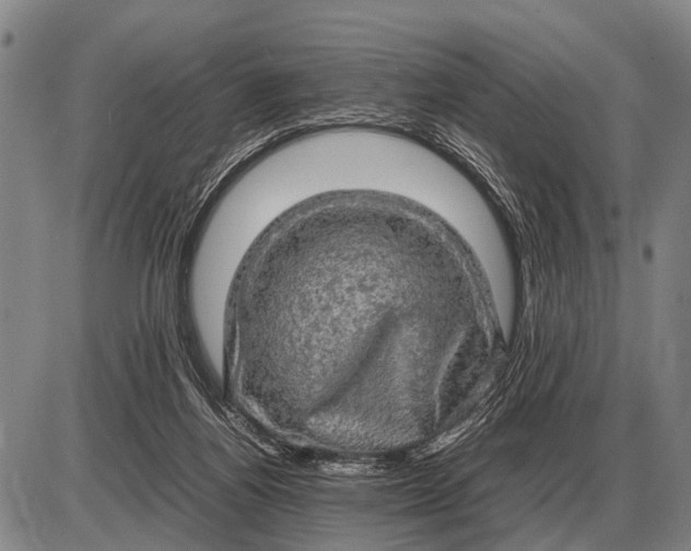 X0000085270164200703231750