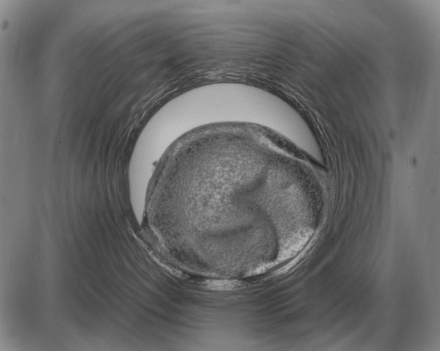 X0000085270192200703231750