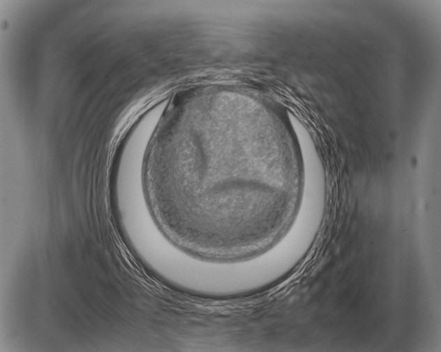 X0000085270293200703231748