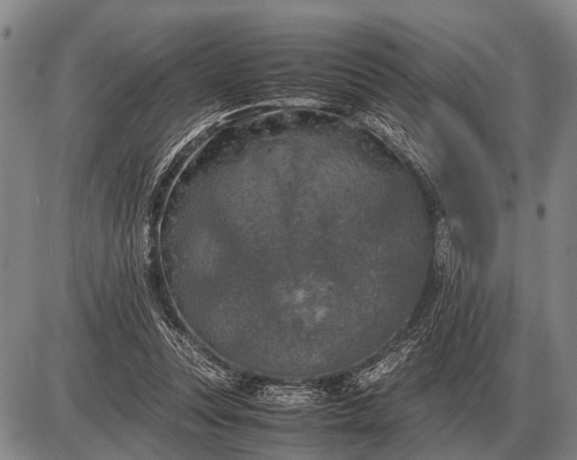 X0000085270351200703231747